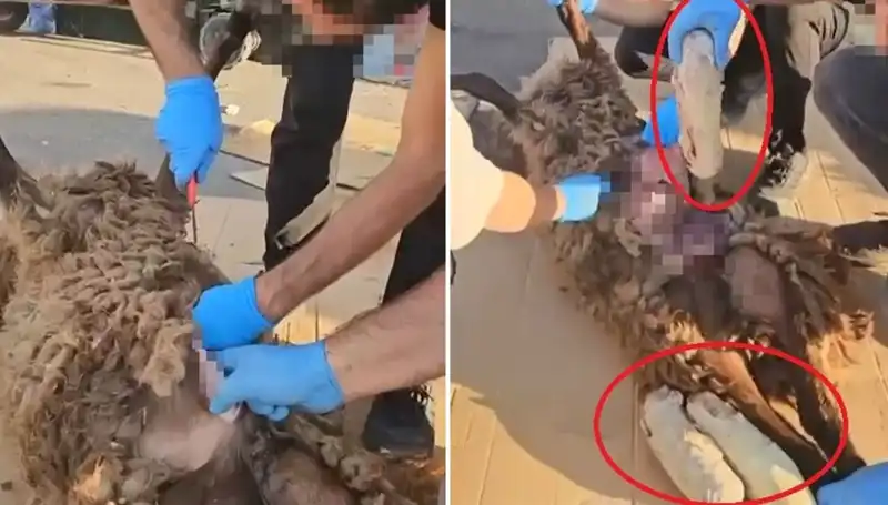 Zehir Tacirlerinin Şok Oyunları: Ölü Koyunun Karnındaki Sırrın Perdesi Aralandı
