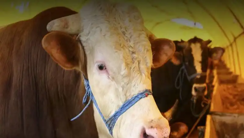 Akika Kurbanı Nedir? Kesim Zamanı ve Önemi Üzerine Bilgiler