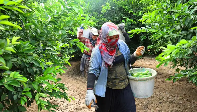 Markette Patatesin Kilosu 150 Lirayı Aştı: Yeni Hasatın Etkileri Neler?