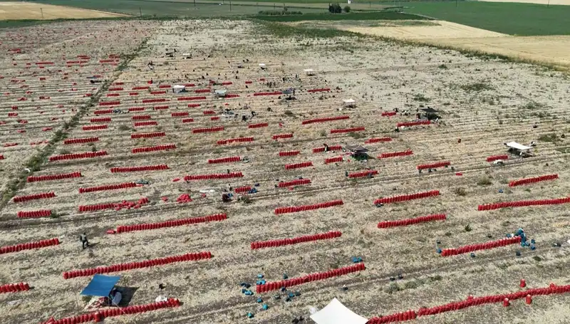 : 40 Derece Sıcakta Tarla İşçileri Zorlu Günler Geçiriyor, Fiyatlar Düşüyor