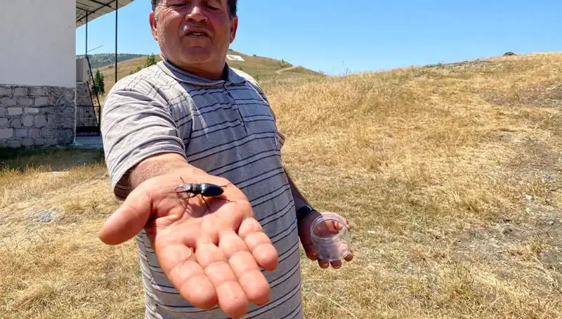 Sivas’ta 557 Bin TL Ceza: Bu Böceği Öldürenler Dikkat!