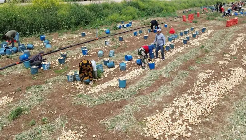 Soğan Hasadı Başladı: Piyasalar Düşüşe Geçti, Fiyatlar Nasıl Etkilendi?