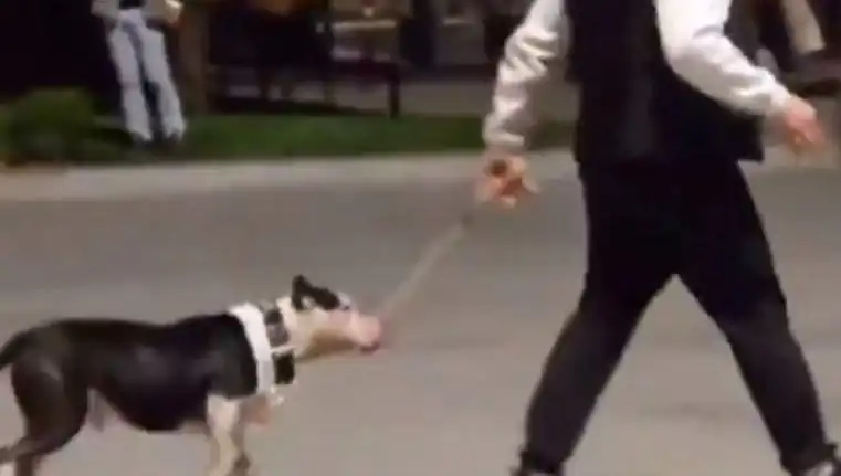 Ağızlıksız Pitbull: Sahibi Para Cezasıyla Karşılaştı