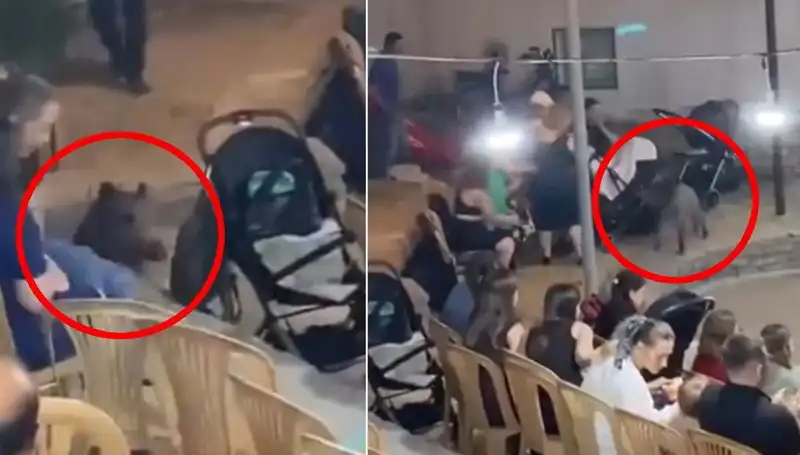 Düğün Buluşmasına Yaban Domuzu Baskını: Şok Anlar