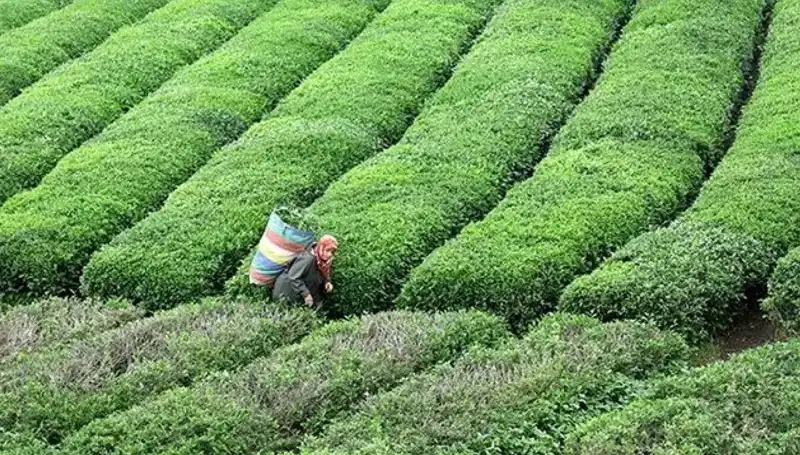 ÇAYKUR Bayramda da Yaş Çay Alımına Devam Edecek! Çiftçiler İçin Müjde!