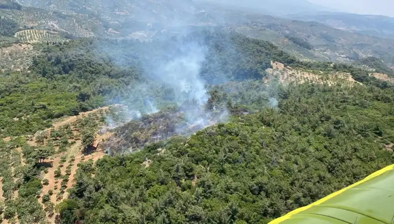 Aydın'da Başladı: Orman Yangını Alev Alev Yayıldı, Müdahale Başladı