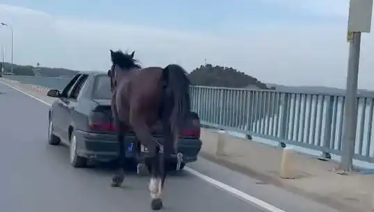 Adana'da Feci Olay: Ata Eziyet Eden Kişi Tutuklandı!