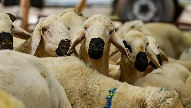 Kurban Bayramı 2025: Kurban Kesmek Farz mı? İşte 10 Cevap!
