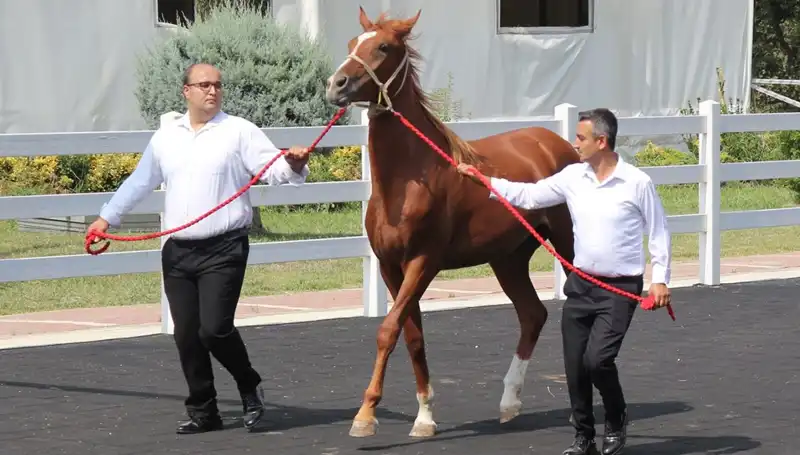 Taşkın Kral Rekor Kırarak Tüm Gözleri Üzerine Çekti