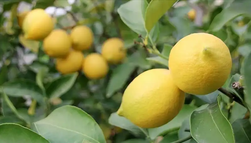Limonun Fiyatı Tavan Yaptı: İhtiyaç Sahiplerinin Cebini Yakıyor!
