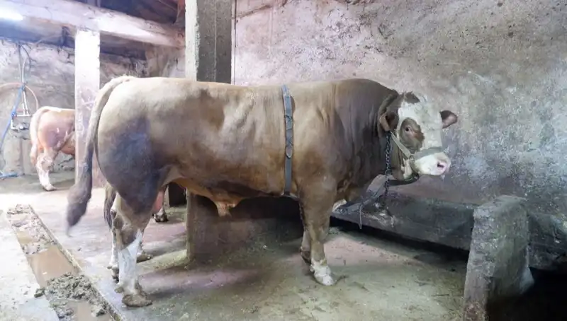 Tam 1 Ton 200 Kilo! Tarihin En Yüksek Fiyatlı Ürünü Alıcısını Buldu