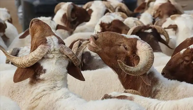 Akika Kurbanı Nedir, Nasıl Kesilir ve Yenilir mi?