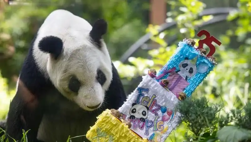 Dev Panda Xin Xin, Doğum Gününde Sevenlerini Büyüledi