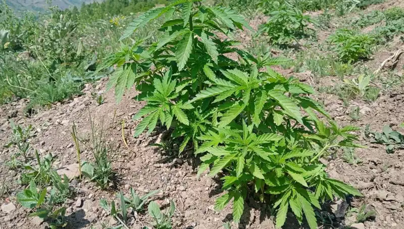 Bingöl'de Kaçak Tütün ve Kenevir Operasyonu: Detaylar Ortaya Çıktı!